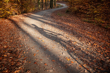 jesienna jazda na rowerze w lesie - obrazy, fototapety, plakaty