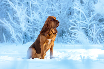 Portrait of an adult bloodhound in a winter landscape against a background of snow-covered trees