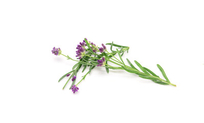 Obraz premium Lavender sprig flowering isolated on white background. Aromatic evergreen shrub.