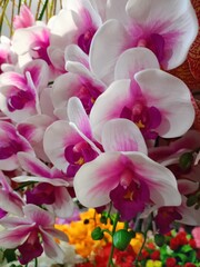 pink and white orchids