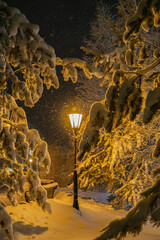 tree in the night