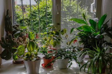 Plants in pots on a window sill in Soroca, Moldova