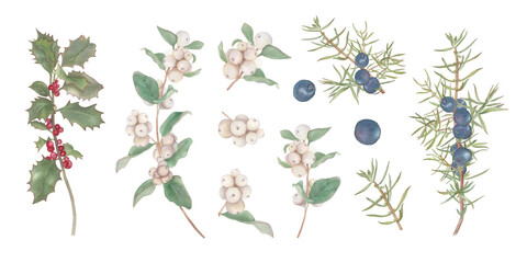 Set of holly, juniper and snowberry branches
