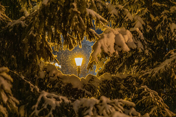 light in the park
