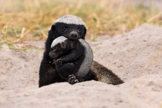 Honey badger with young in mouth muzzle, Khwai in Botswana. Animal family behavior in Africa. Cub of ratel, Mellivora capensis, in nest ground hole, rare picture in nature. Botswana wildlife.