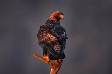 Foto op Canvas Bulgaria eagle sunset. Eastern Rhodopes with golden eagle, Aquila chrysaetos. Golden eagle with large wingspan, Bulgaria wildlife. Bird sunset, nature traveling in Balcan, Europe. © ondrejprosicky