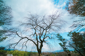 京都の天龍寺の庭園