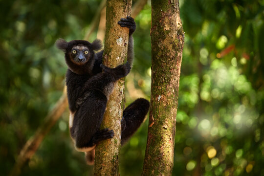 Wildlife Madagascar, indri monkey portrait, Madagascar endemic. Lemur in nature vegetation. Sifaka on the tree, sunny evening. Monkey with yellow eye. Nature forest tree habitat.