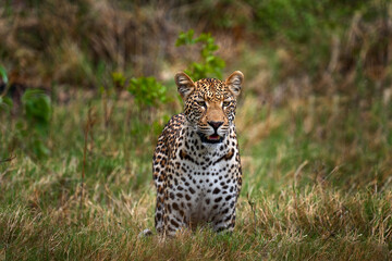 Botswana wildlife. Leopard, Panthera pardus shortidgei, grass walk nature habitat, big wild cat in...