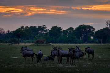 Blue wildebeest, Connochaetes taurinus, in the meadow, big animal in the nature habitat, Botswana,...