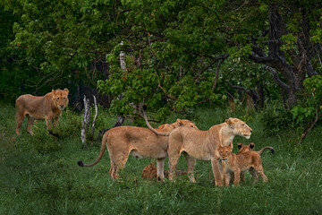 Lion family. Green seasin in Africa, Okavango delta in Botswana. Male, femala and young cub babe in the nature habitat. Lion kitten with big cat. - 701686823