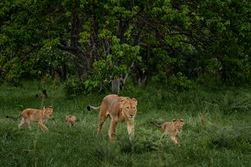 Lion family. Green seasin in Africa, Okavango delta in Botswana. Male, femala and young cub babe in the nature habitat. Lion kitten with big cat.