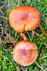Small mushrooms in the Sierra de Guadarrama National Park, Madrid, Spain