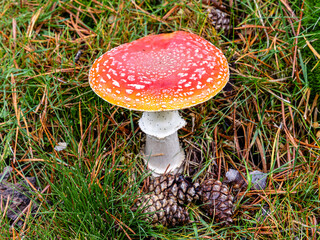 Small mushrooms in the Sierra de Guadarrama National Park, Madrid, Spain