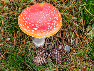 Small mushrooms in the Sierra de Guadarrama National Park, Madrid, Spain