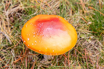 Small mushrooms in the Sierra de Guadarrama National Park, Madrid, Spain