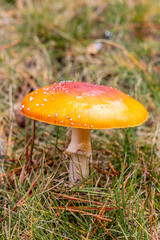 Small mushrooms in the Sierra de Guadarrama National Park, Madrid, Spain