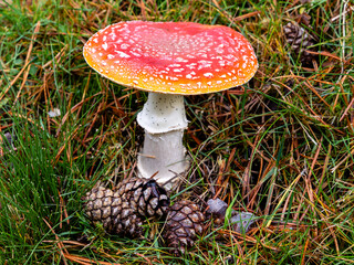 Small mushrooms in the Sierra de Guadarrama National Park, Madrid, Spain