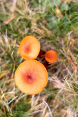 Small mushrooms in the Sierra de Guadarrama National Park, Madrid, Spain