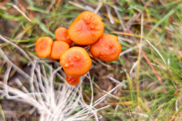 Small mushrooms in the Sierra de Guadarrama National Park, Madrid, Spain