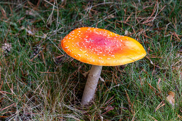Small mushrooms in the Sierra de Guadarrama National Park, Madrid, Spain