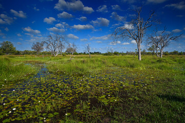Wet season in Okavango delta. Africa landscape in green season. Khwai river with grass and trees,...