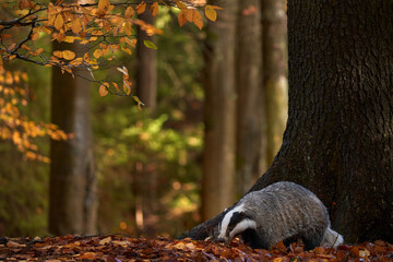 Autumn forest wildlife. Badger in the wild nature. Hidden in bushes of cranberries. Nice wood in...