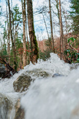 ruisseau dans la forêt du  jura vaudois, après la pluie abondante 