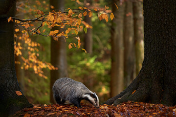 Autumn forest nature. Badger in the wild habitat, orange leave trees. Hidden in bushes of cranberries. Nice wood in the background, Germany, Europe. Wildlife.