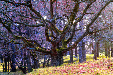 Tree in park during autumn