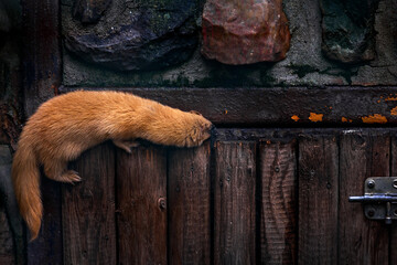 Siberian weasel, Mustela sibirica, mink animal in the stone wall. Urban wildlife from Russia....