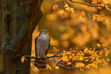 Autumn wildlife. Bird in fall forest. Goshawk, Accipiter gentilis, bird of prey sitting oh the...