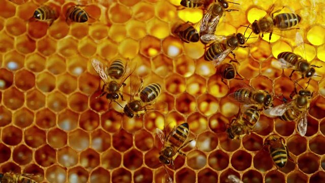 Bees Walking on Honeycomb and Carrying Honey. Macro shot of Domesticated Insect, Beekeeper and Farmers Life.