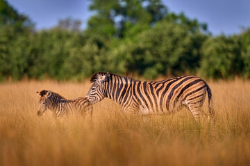 Wildlife, zebra sunset. Bloom flower grass with morning backlight on the meadow field with zebra,...