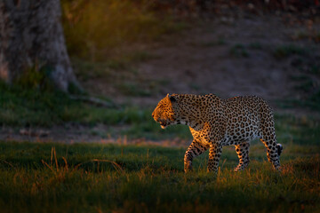 Leopard sunset, Panthera pardus shortidgei, nature habitat, big wild cat in nature habitat, sunny...