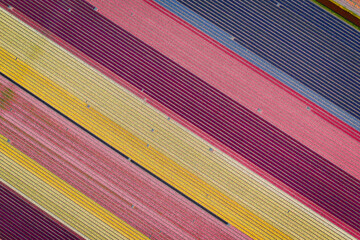 aerial overhead shot of colorful stripes of tulips and hyacinths