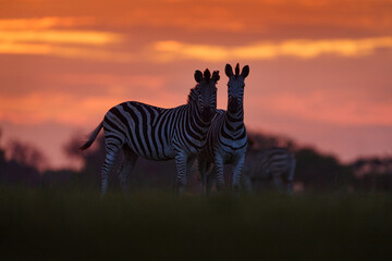 Wildlife, zebra sunset. Bloom flower grass with morning backlight on the meadow field with zebra,...