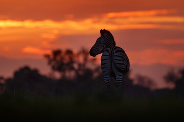 Wildlife, zebra sunset. Orange red evening twilight sky on the meadow field with zebra, Okavago delta, Botswana in Africa. Sunset in the nature, widlife in Botswana. Africa Travel. - obrazy, fototapety, plakaty