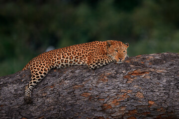 Leopard lying on the tree, Okavango delta in Botswana. Wild spotted cat in the nature, wildlife Africa. African landscape with animal. Spotted fur coat cat in the forest habitat.