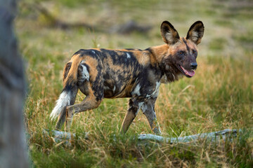 African wild dog, Lycaon pictus, detail portrait open muzzle, Mana Pools, Zimbabwe, Africa. Dangerous spotted animal with big ears. Hunting painted dog on African safari. Wildlife scene from nature.