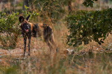 African wild dog, Lycaon pictus, detail portrait open muzzle, Mana Pools, Zimbabwe, Africa....