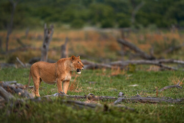 Obraz premium Zambia wildlife. Young male lion, widlife. Big cat in Africa. African lion in the grass. Traveling in africas. Short lion mane.