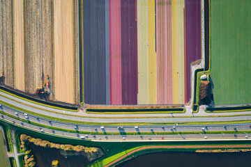 aerial overhead view of colorful fields of flowers with traffic on street