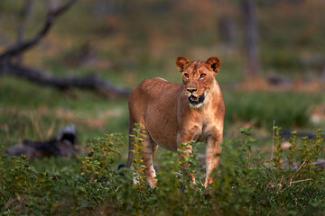 Zambia wildlife. Young male lion, widlife. Big cat in Africa. African lion in the grass. Traveling in africas. Short lion mane.