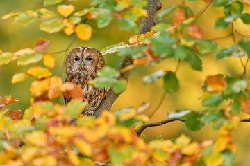 Owl, autumn wildlife. Orange leaves with bird. Tawny owl hidden in the fall wood, sitting on tree trunk in forest habitat, Germany, Europe nature.