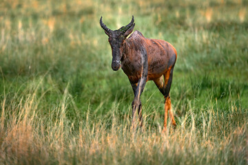 Antelope with young cub. Sassaby, in green vegetation, Okavango delta, Botswana. Widlife scene from nature. Common tsessebe, Damaliscus lunatus, detail portrait of big brown African mammal in nature.