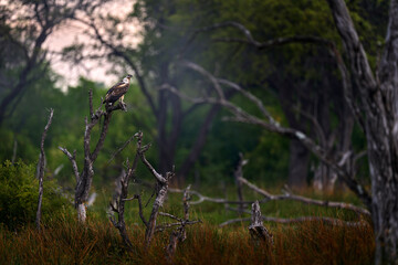 Young eagle in the tree forest habitat. African Fish-eagle, Haliaeetus vocifer, brown bird with...