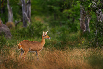 Lechwe in the grass, Okavango delta in Botswana, Africa. Wildlife nature. Red lechwe, Kobus leche, big antelope found in wetlands of south-central Africa. Animals in the nature habitat.