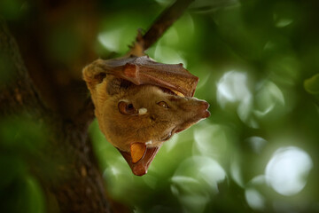 Obraz premium Peters's epauletted fruit bat, Epomophorus crypturus, species of megabat sitting on the house roof. Cute bat in the nature habitat, Okavango delta in Botswana, Arica.
