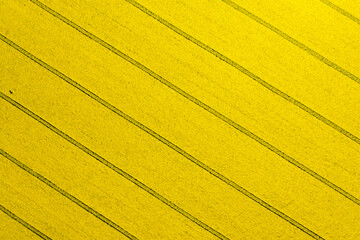 aerial overhead  view of canola field with diagonal lines